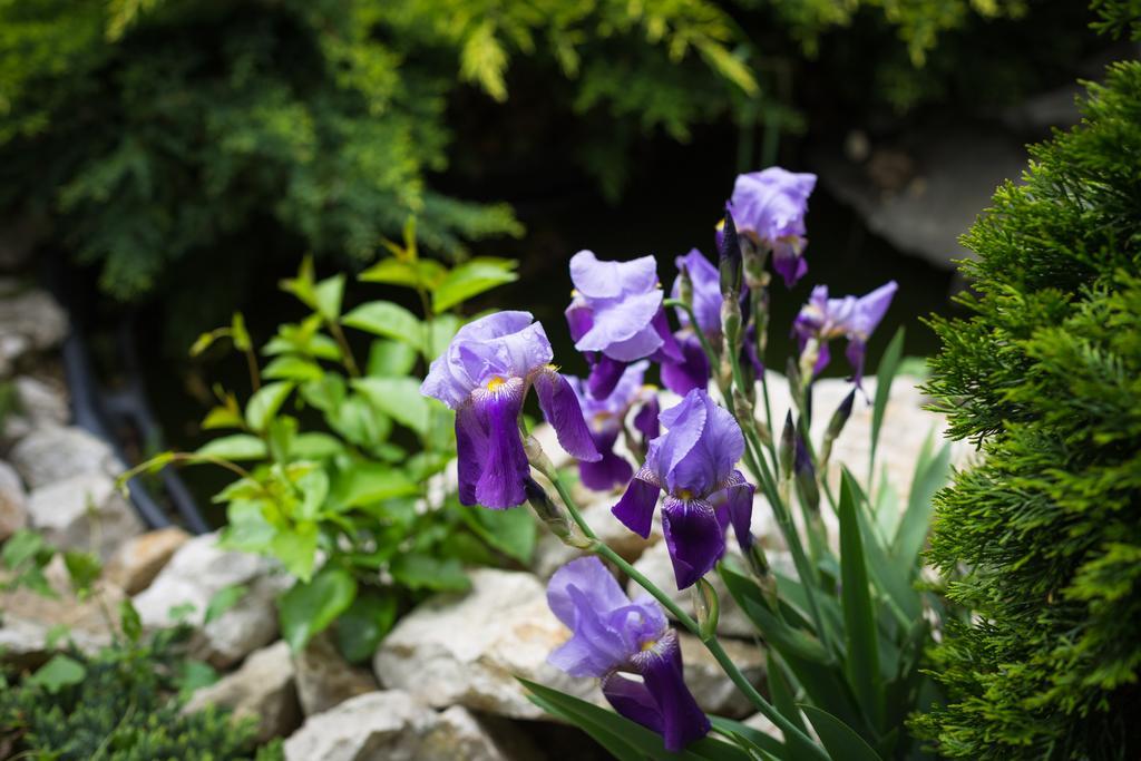 Pension Gallery Brasov Luaran gambar